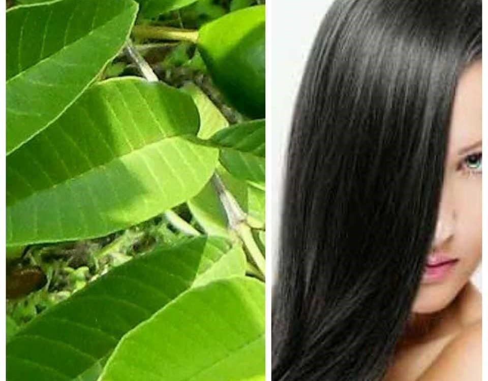 التأثير السحري لأستخدام ورق الجوافة لمنع تساقط الشعر