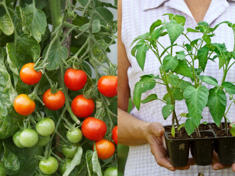 زراعة الطماطم منزليًا في 8 خطوات