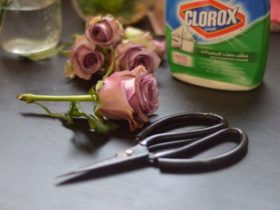 الحفاظ-على-الورد-الطبيعى