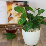 انواع-الزرع-التى-يمكنك-زراعتها-فالبيت