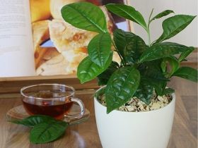 انواع-الزرع-التى-يمكنك-زراعتها-فالبيت