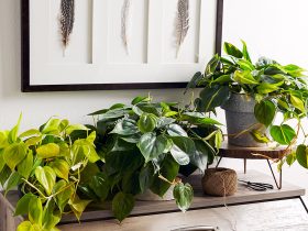 نباتات-الظل-لا-تحتاج لمجهود-ولا-ضوء